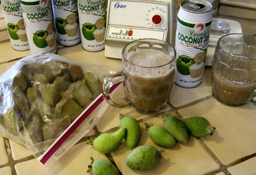 Feijoa - useful properties, benefits and harms of feijoa