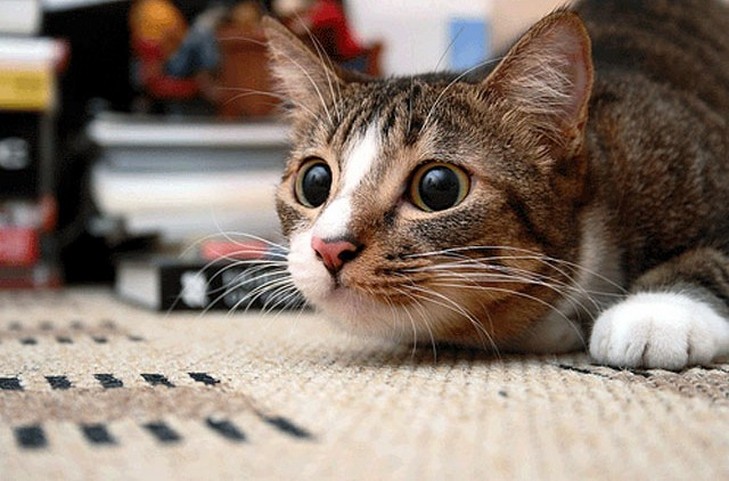 Guessing with a cat for a wish. Divination with a cat for Christmas and Christmas