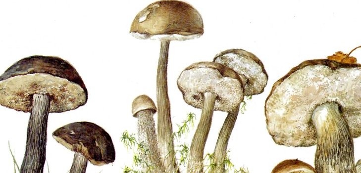 Mushroom podderozovik: description with photo