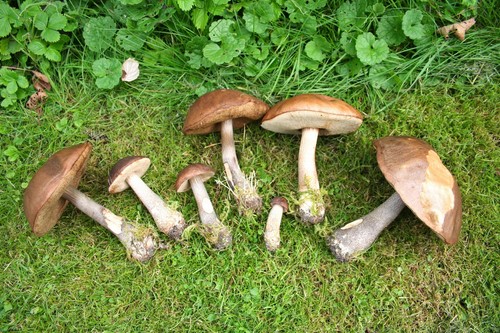 Mushroom podderozovik: description with photo
