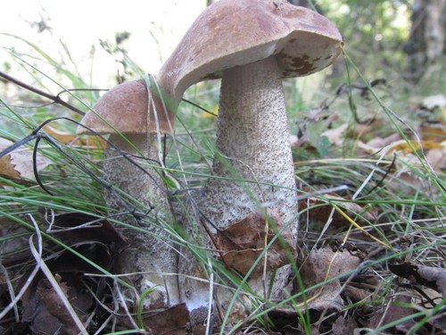 Mushroom podderozovik: description with photo