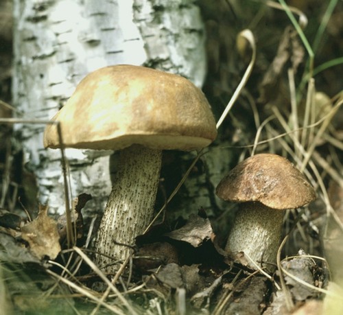 Mushroom podderozovik: description with photo