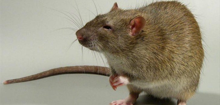 cunning rat