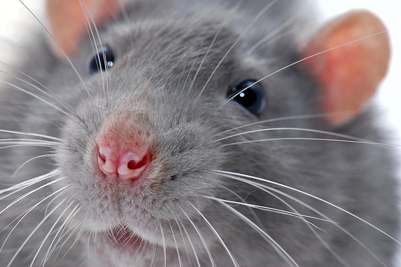 rat-like muzzle