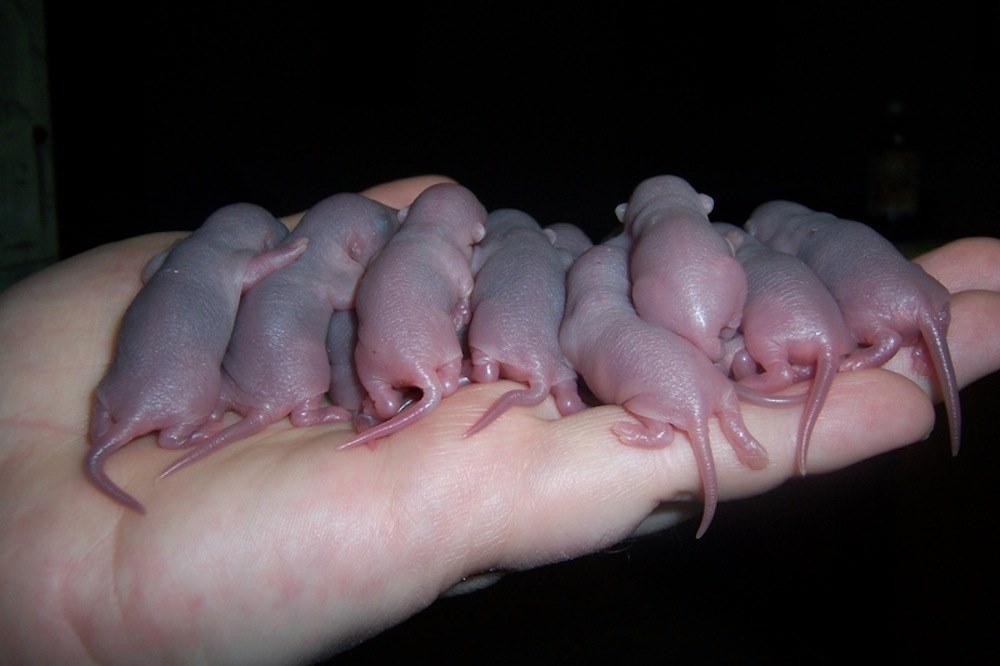 a lot of rats