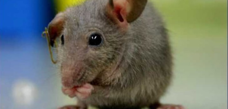 little mouse