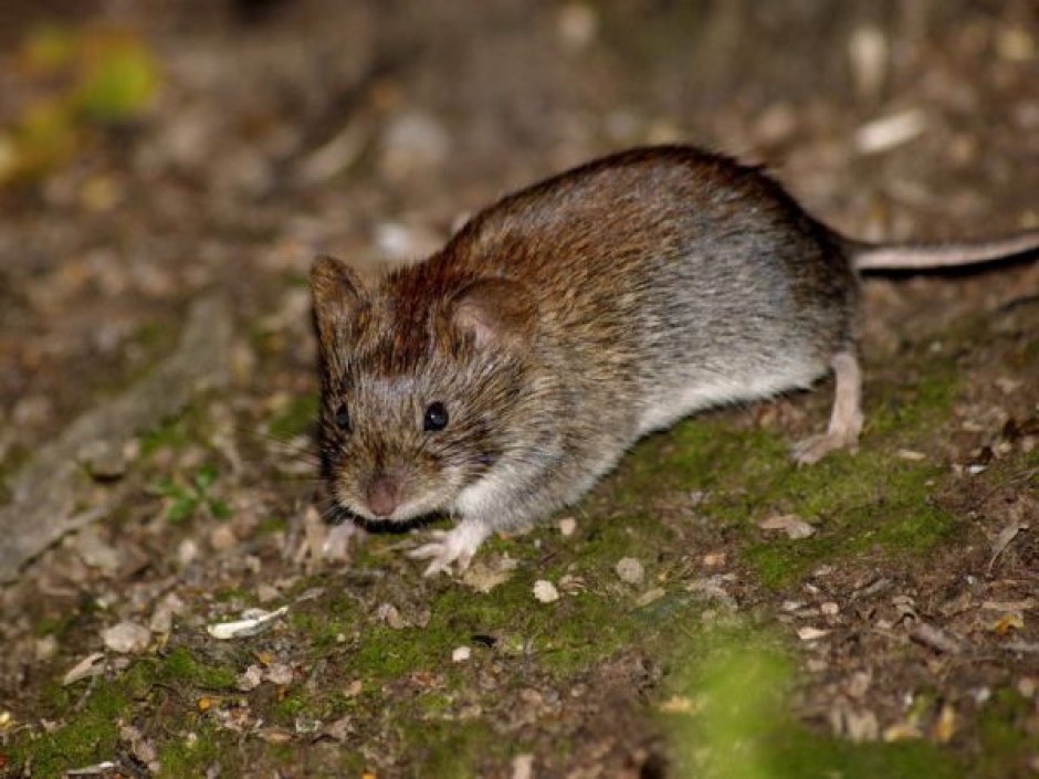 mouse vole
