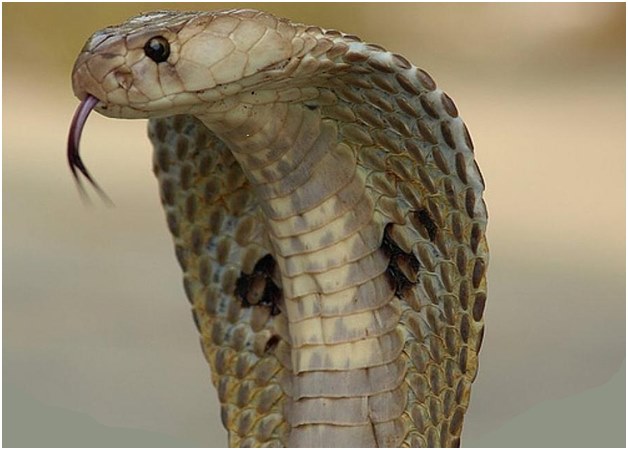 attacking cobra