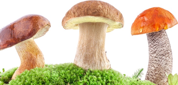 How to clean mushrooms: practical tips