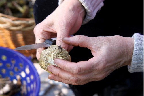 How to clean mushrooms: practical tips
