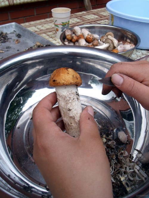 How to clean mushrooms: practical tips