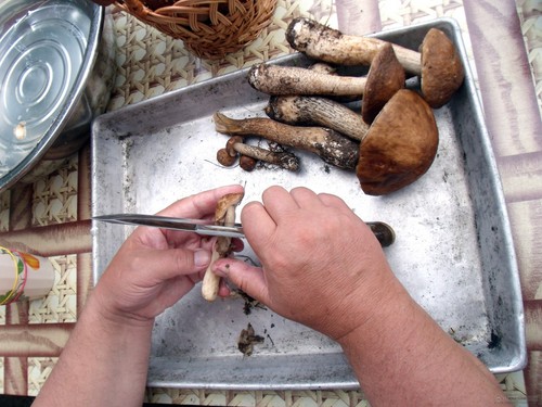 How to clean mushrooms: practical tips