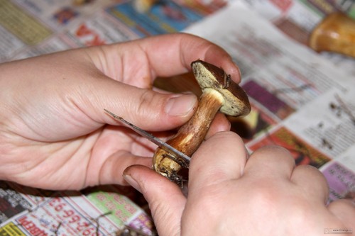How to clean mushrooms: practical tips