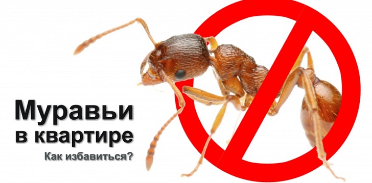 How to get rid of ants?