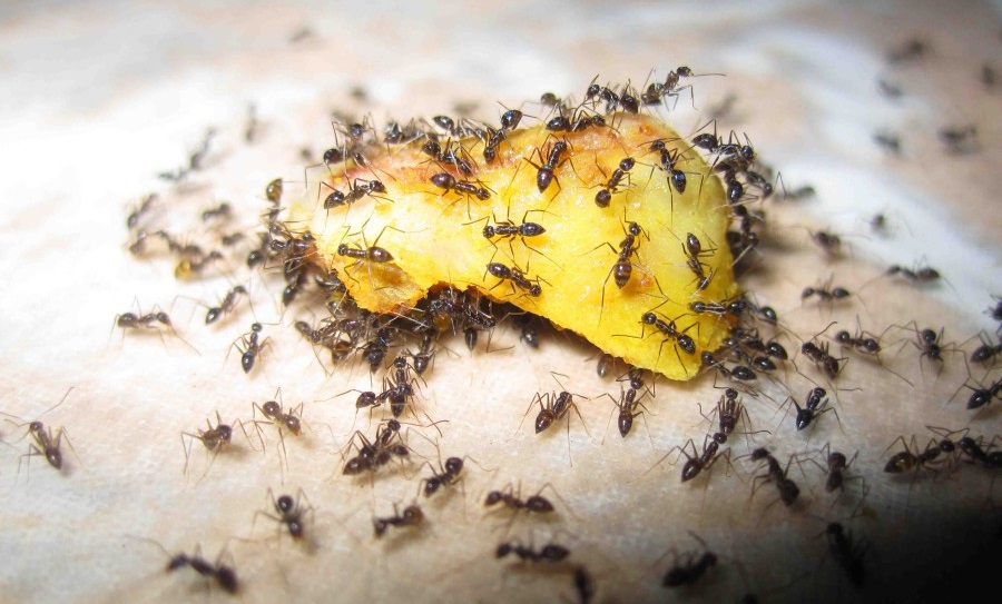How to get rid of ants?