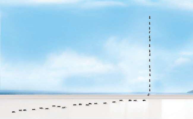 How to get rid of ants?