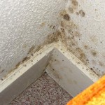 How to get rid of mold?