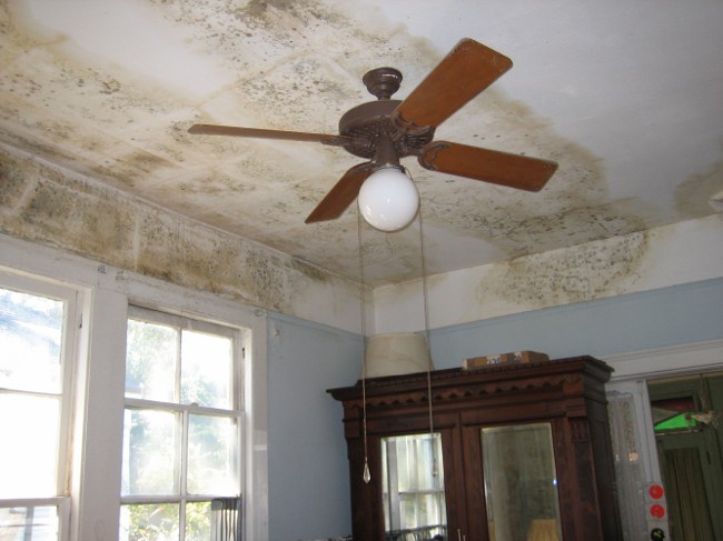 How to get rid of mold?