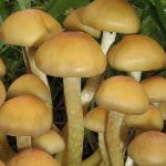 How to distinguish false honey agarics from edible