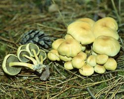 How to distinguish false honey agarics from edible