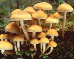How to distinguish false honey agarics from edible