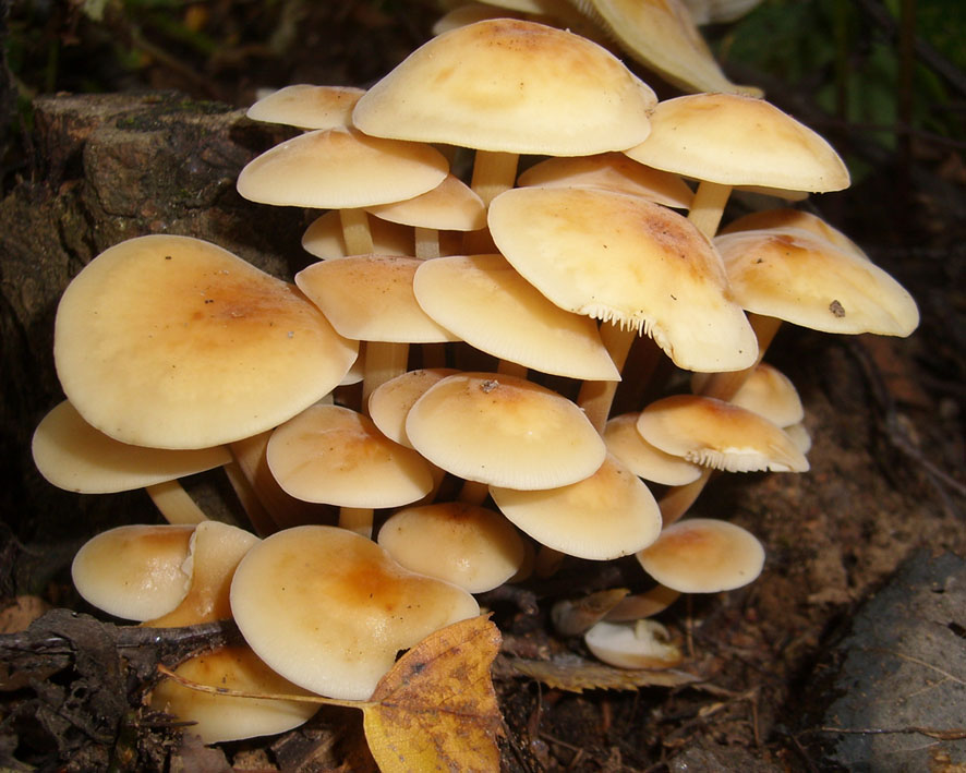 How to distinguish false honey agarics from edible