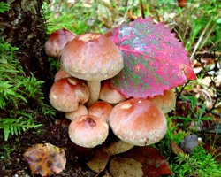 How to distinguish false honey agarics from edible