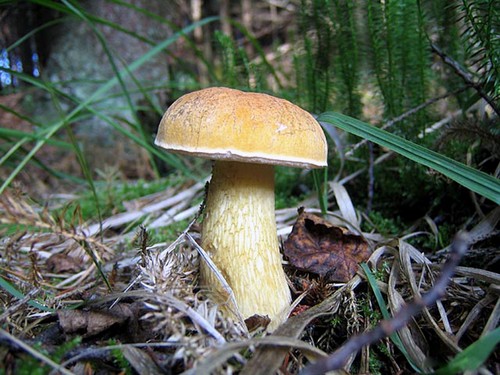 False pineapple: photo and description