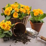 How to transplant flowers How to transplant flowers