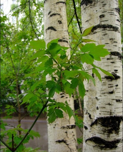 How to drink birch sap?