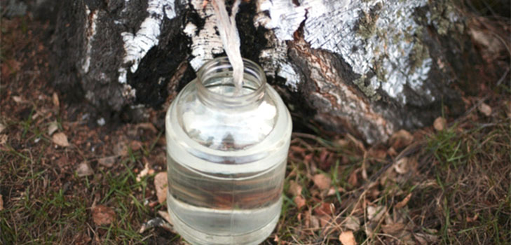 How to collect birch sap - instructions and tips
