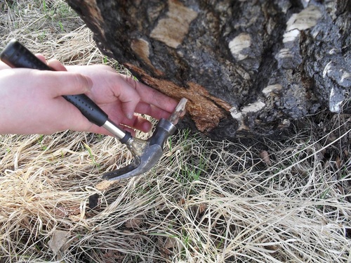 How to collect birch sap - instructions and tips