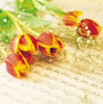 How to keep the cut flowers fresh? How to keep the cut flowers fresh?