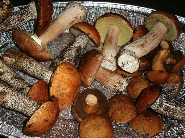 Which mushrooms can be dried