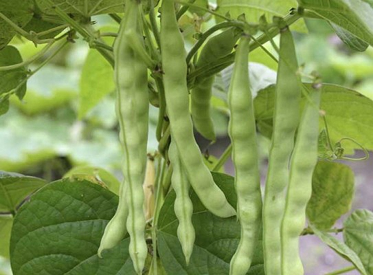 How to cook beans