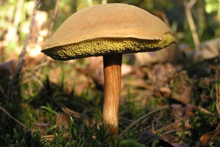 Which mushrooms are most often forgotten in the forest