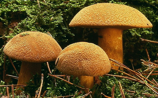 Which mushrooms are most often forgotten in the forest