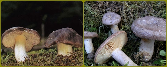Which mushrooms are most often forgotten in the forest
