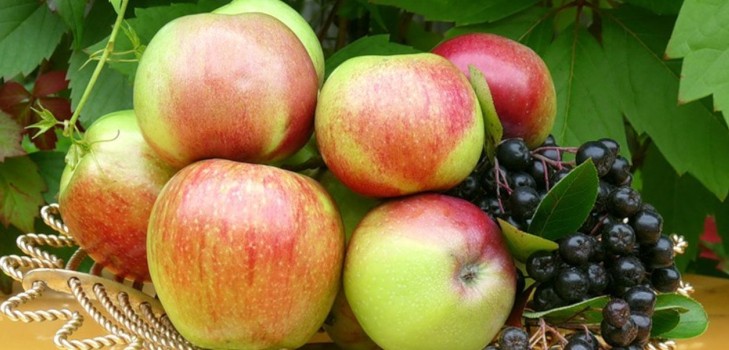 Do not shake the apple tree, as long as it's green: when to celebrate the Apple Savior