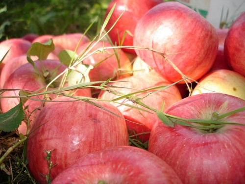 Do not shake the apple tree, as long as it's green: when to celebrate the Apple Savior