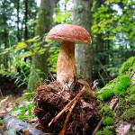 False mushrooms False mushrooms