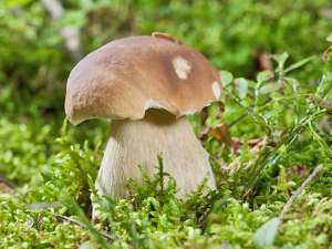 Porcini