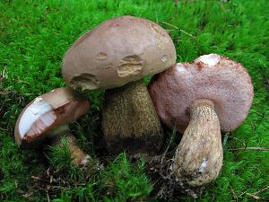 Gall mushroom