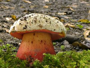 Satan's Mushroom
