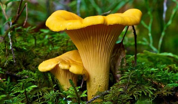 How to look like a real chanterelle