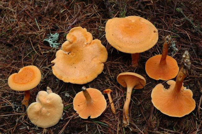 The false chanterelle