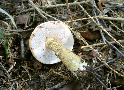 False birchbark: beware of a dangerous double False birchbark: beware of a dangerous double