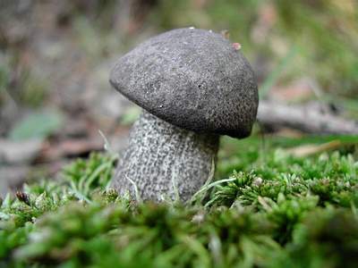 Best autumn mushroom: blackberry