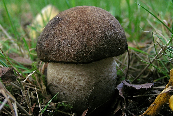 Best autumn mushroom: blackberry