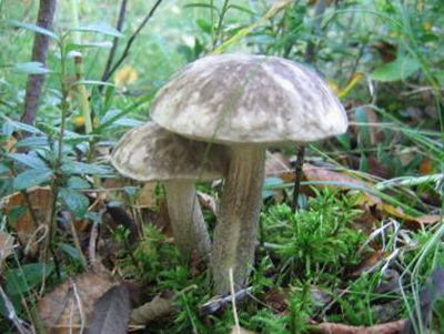 Best autumn mushroom: blackberry